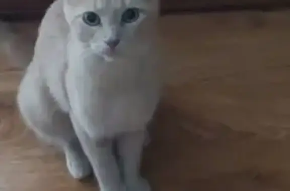 Help Find Skittish Momma Cat in Bolingbrook!