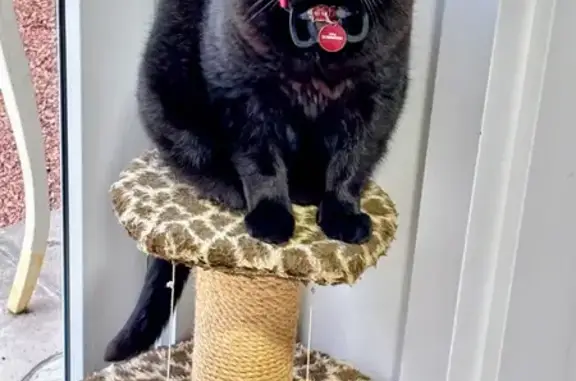 gato desaparecida