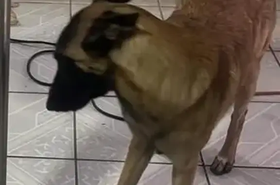 Animales perdidos Zapopan, foto: Perro Perdido en Privada del Zarape, Zapopan