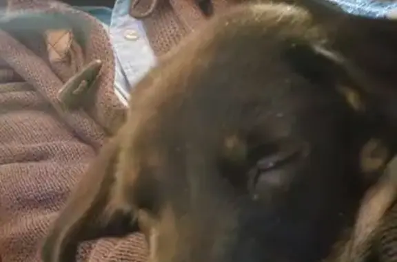 Perros perdidos, Cuautitlan Izcalli, foto: Cachorro Negro Perdido con Suéter Gris