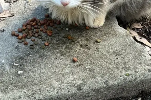 Shy Grey & White Cat Found on...