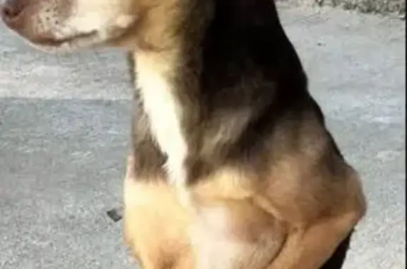 Perros perdidos, Ciudad Nezahualcoyotl, foto: Perro Perdido en Café Amanecer Ranchero
