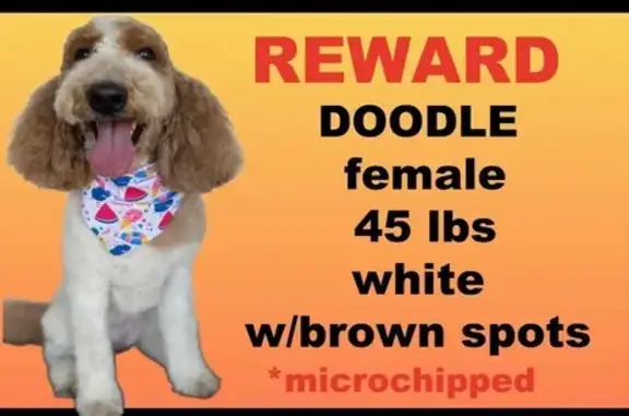 Lost Golden Doodle: Molly on Acoma Dr