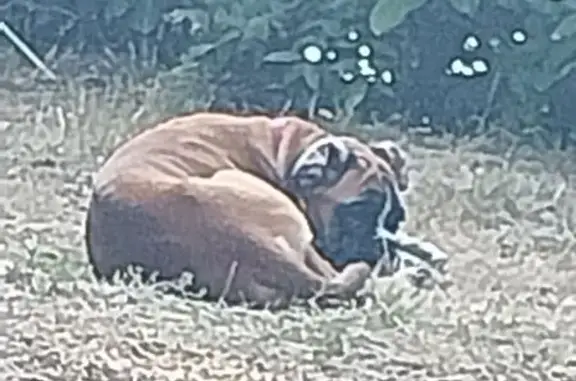 Animaux trouvés , photo: Boxer fauve 5 mois perdu, collier rouge