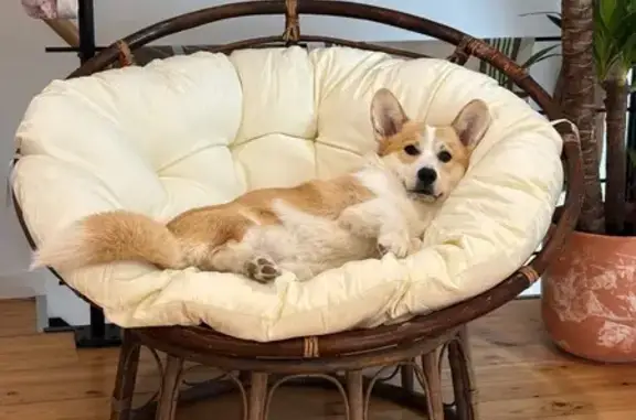 Chat perdu, , photo: Corgi perdu à Bauduen, collier bleu