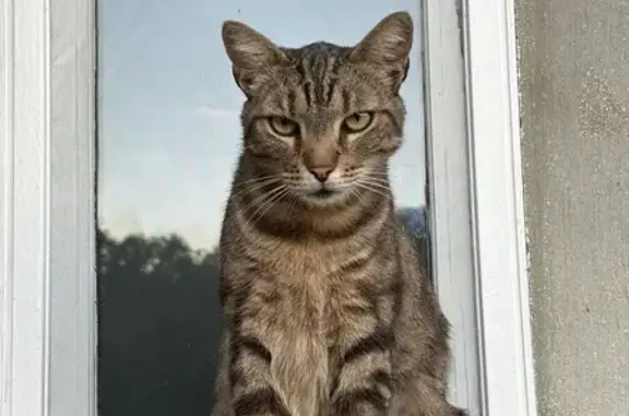 Chat trouvé , photo: Chatte tigrée trouvée à Neufvy-sur-Aronde
