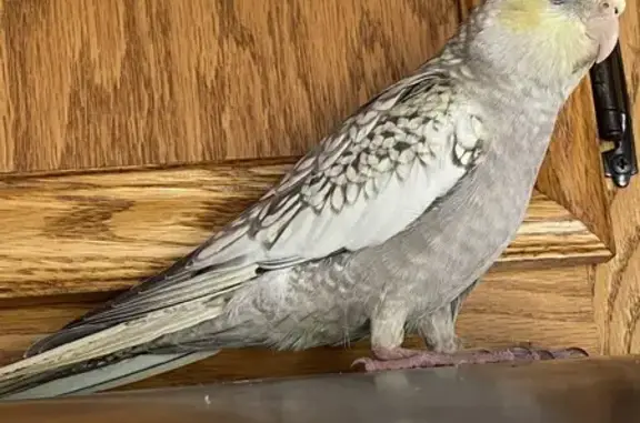 Lost pets Orland Park, photo: Lost Bird: White/Grey/Yellow in Orland Park