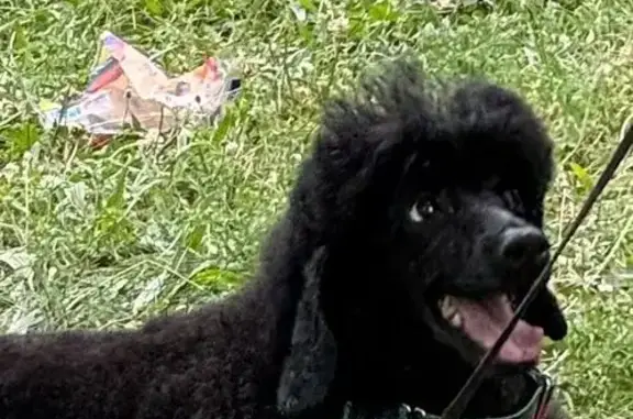 Perra Caniche Negra Perdida en Viscarret