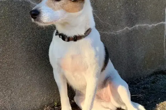 Chien perdu Jack Russell, Anglet - photo