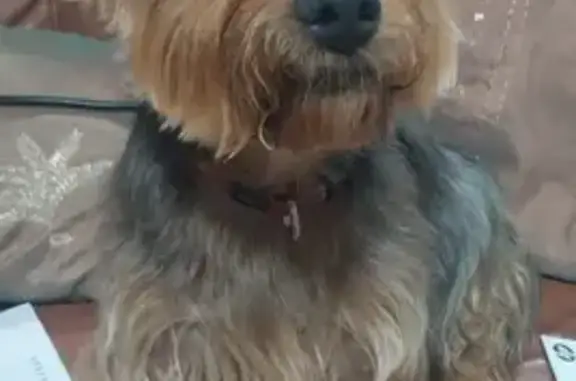 Yorkshire Terrier Perdido en La Nucia