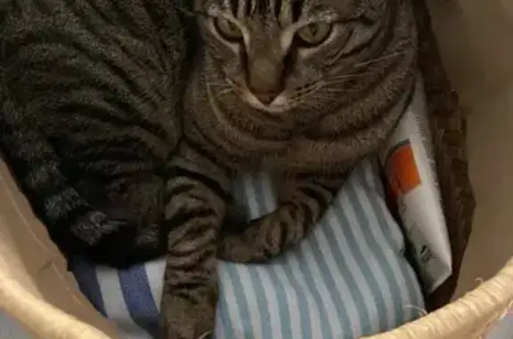 Gatos perdidos, Alcala de Guadaira, foto: Buscamos a Taylor: gato negro perdido