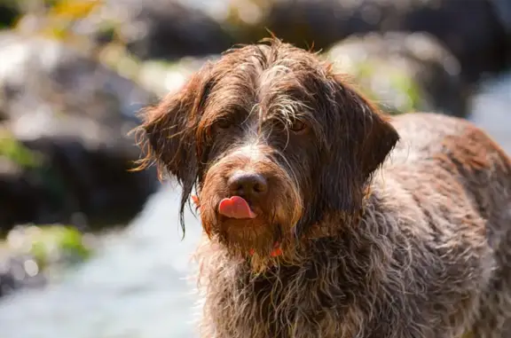 Animaux perdus , photo: Chien perdu : Griffon Korthal à Plounévez
