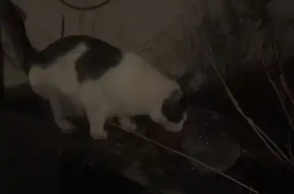 Chat blanc tacheté trouvé affamé à Nancy - photo