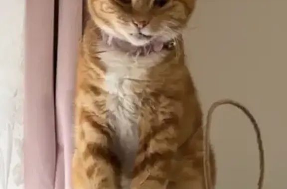 Missing cat Playford, photo: Lost: Senior Orange & White Cat, Playford