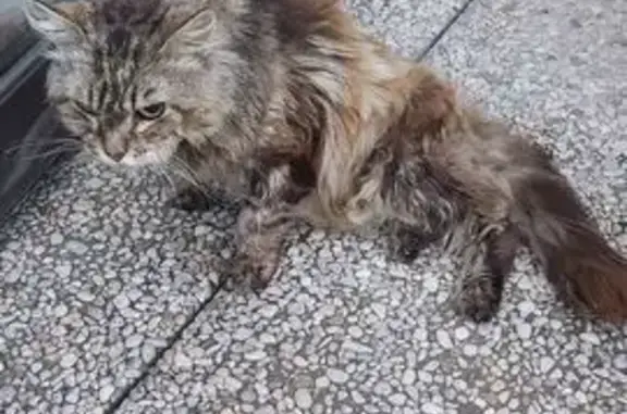 Animaux trouvés , photo: Chat tricolore trouvé Rue de Siorac