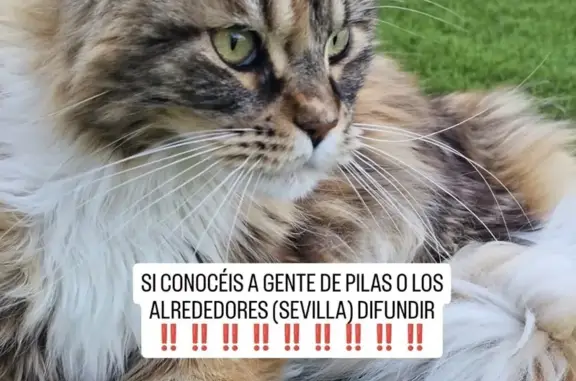 Gata Naranja Perdida en Calle Yerbabuena