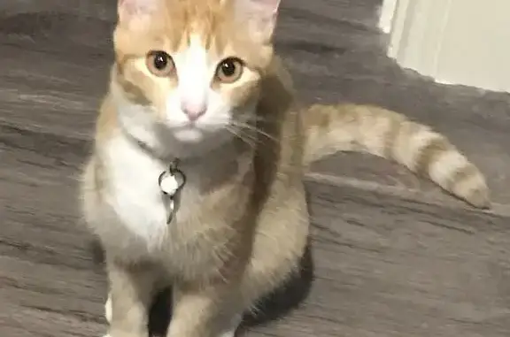 Missing cat , photo: Lost Cat Alert: Arlo Missing in Singleton