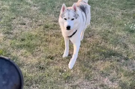 Chien perdu Livron-sur-Drôme, photo : Husky mâle blanc perdu à Livron-sur-Drôme