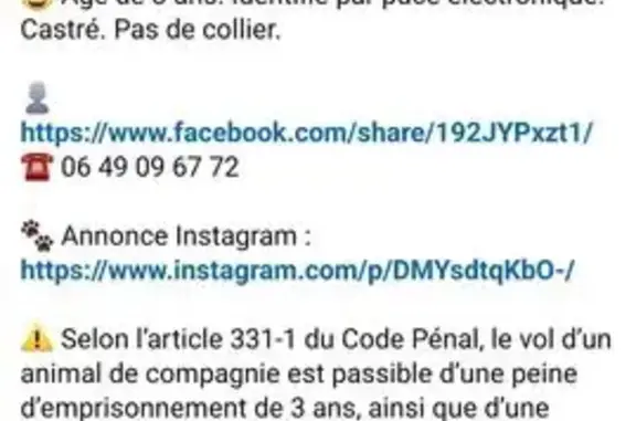 Chat roux 3 ans perdu à Torcy (77) - photo
