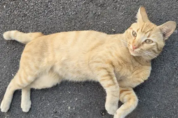 Animaux trouvés Narbonne, photo: Jeune chat roux mâle, queue raccourcie
