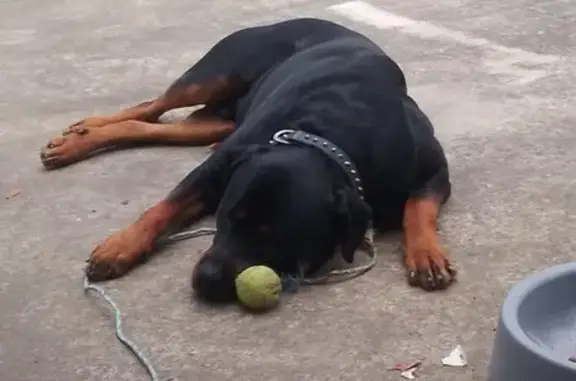 Lost Dark-Colored Rottweiler in Pimpama