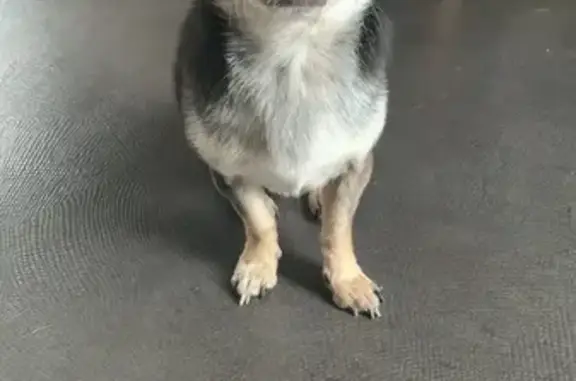 Chien perdu Brive-la-Gaillarde, photo : Chihuahua fauve perdu à Brive-la-Gaillarde