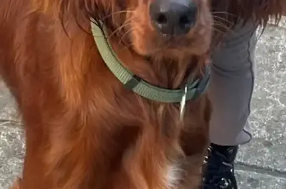 Chien perdu Anglet, photo : Chienne Setter rousse perdue à Anglet