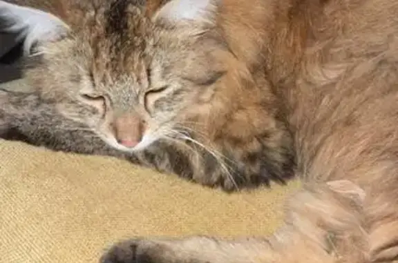 Chat perdu, Saint-Sorlin-en-Bugey, photo: Chat perdue, rue de la Vie Neuve, Saint-Sorlin