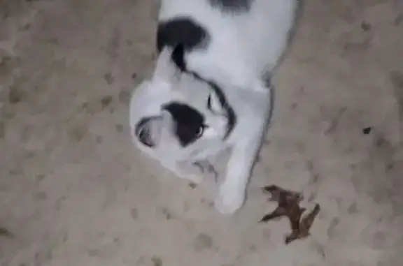Found cat Melbourne, photo: Friendly Cat Found on Allen Street