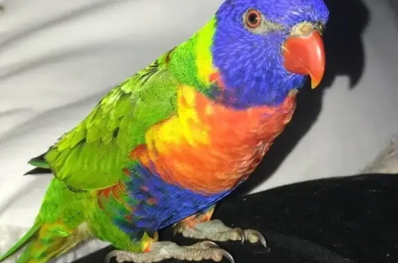 Lost Bird Coco: Playful & Missing in Sydney