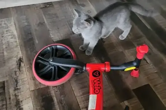 Animaux trouvés Déols, photo: Chaton femelle chartreux trouvé à Déols