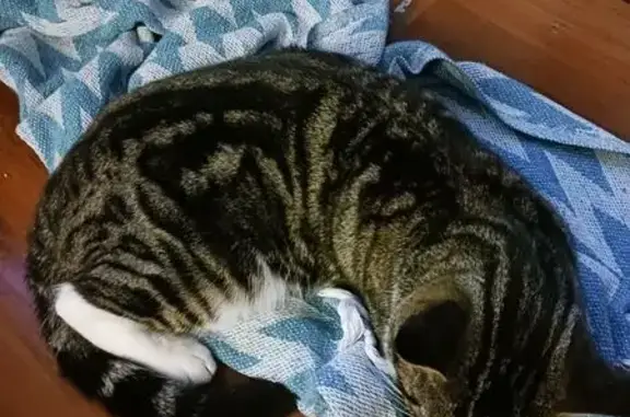 Missing cat North Bend, photo: Lost Tabby Cat: North Bend, Pine St.