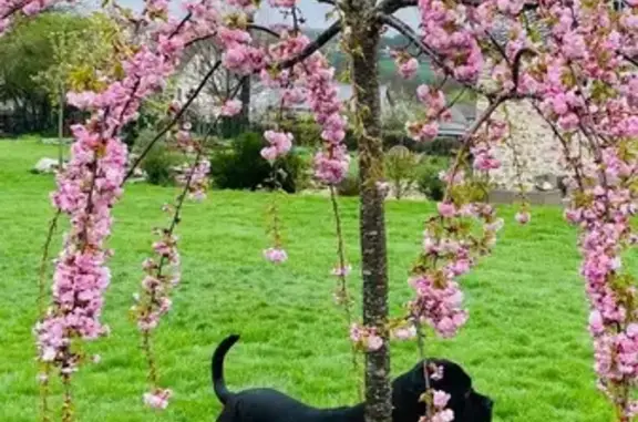 Chien perdu , photo : Chiens perdus à Roannes-Saint-Mary