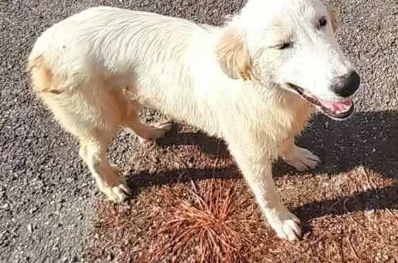 Chienne trouvée à Galan, contactez-nous - photo