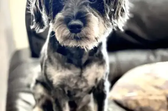 Lost: Friendly Schnauzer on Fairmont Ave