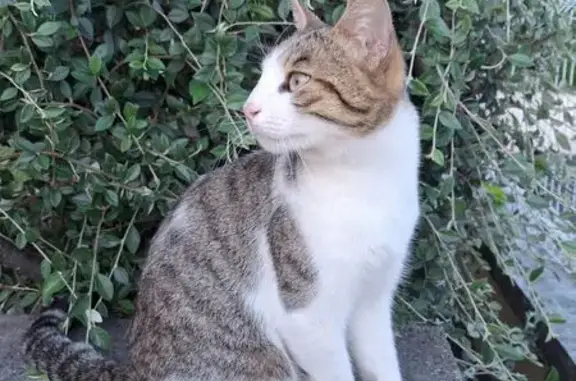 Chat câlin cherche foyer Rue André Nicolas - photo
