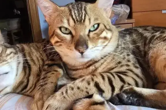 Gatos perdidos, Barcelona, foto: Gato Perdido en Barcelona: Visto en Sostres 23