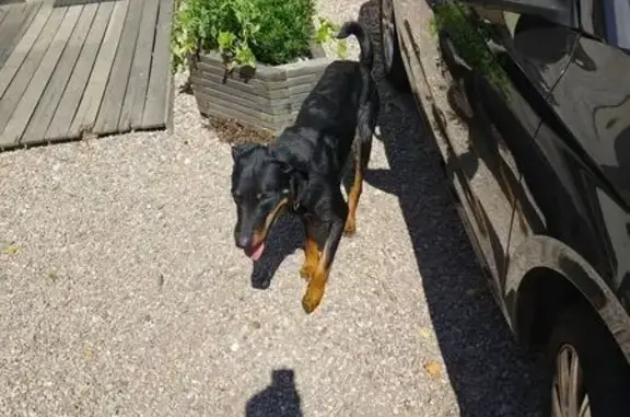 Animaux trouvés Portieux, photo: Chien beauceron trouvé Rue du Pilan