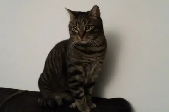 Animaux perdus , photo: Chat perdu : Gizmo, 14 ans, tigré peureux