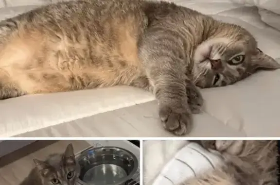 Lost Shy Grey Tabby: Chloe in Rockland