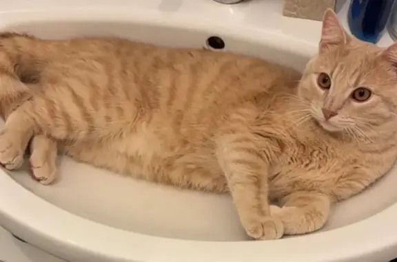 Animaux perdus Laval, photo: Chat perdu, mâle castré, affectueux, Laval