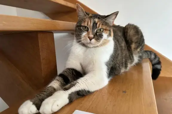 Chat perdue Bella, craintive, Les Matelles - photo