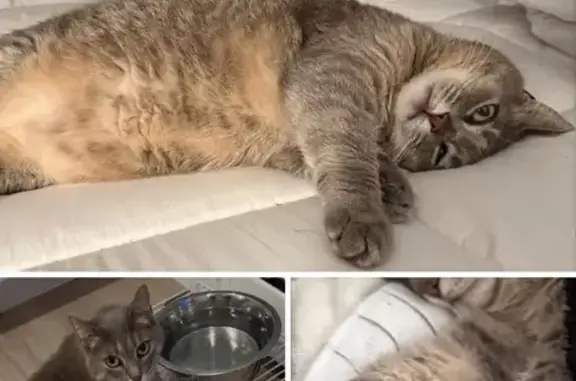 Lost Grey Cat - Shy & Afraid - $100 Reward