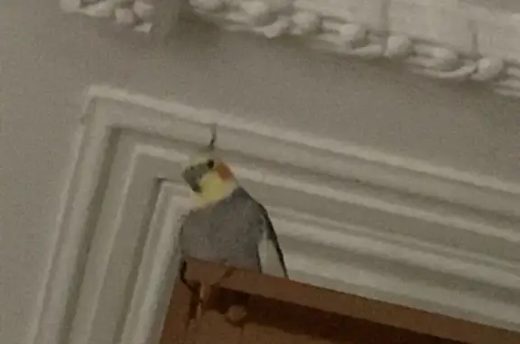 Lost Cockatiel Marley in Sydney: Help!