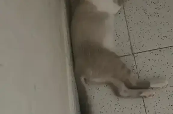 Gata Blanca de 3 Meses Perdida en Roquetas
