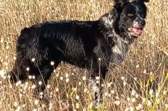 Chien perdu Valenciennes, photo : Border collie noire perdue à Valenciennes