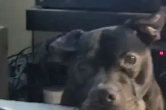 Found dog , photo: Friendly Black Staffy Found on Hunter Ave