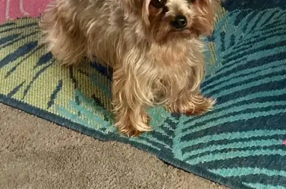 Lost Dog: Brown/Black on Tara Blvd