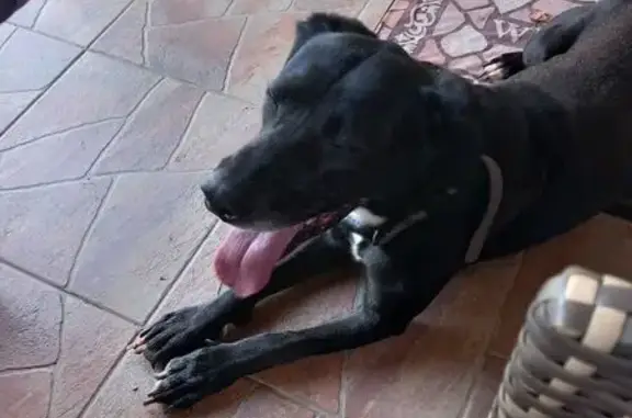Animaux trouvés Ballaison, photo: Chien Beauceron Noir Trouvé à Ballaison