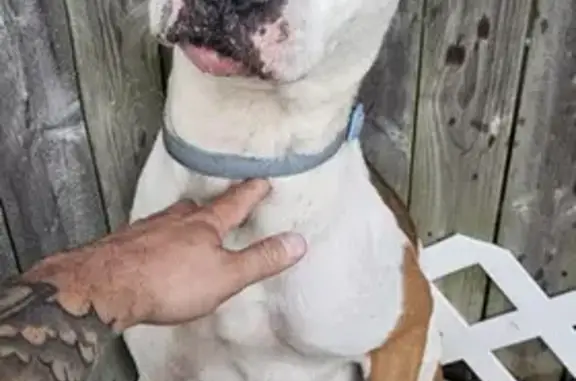 Found pets Columbus, photo: Found Dog: White with Spots, Columbus